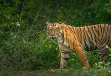 ಮೈಸೂರು ಕಾಡಂಚಿನಲ್ಲಿ ಹುಲಿಗಳ ಓಡಾಟ: ಜನರಲ್ಲಿ ಹೆಚ್ಚಿದ ಆತಂಕ!