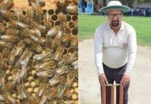 ದಿಢೀರ್ ಜೇನುನೊಣಗಳ ದಾಳಿ; ಕ್ರಿಕೆಟ್ ಮೈದಾನದಲ್ಲಿದ್ದ ಎಂಪೈರ್ ಸಾವು!