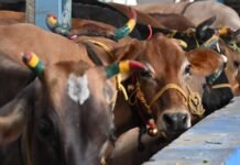 ತಮಿಳುನಾಡಿನಲ್ಲಿ ಗೋಹತ್ಯೆ ನಿಷೇಧ; ಮದ್ರಾಸ್ ಹೈಕೋರ್ಟ್ ಮಹತ್ವದ ಆದೇಶ!